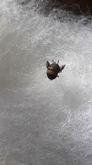 Myrmecophilus acervorum