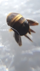 Myrmecophilus acervorum