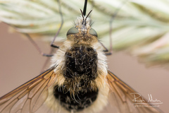 Bombylius venosus