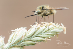 Bombylius venosus
