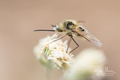 Bombylius venosus