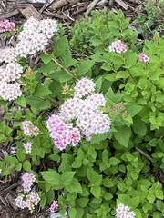 Spiraea