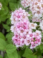Spiraea