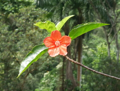 Hibiscus kokio