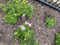 Spiraea