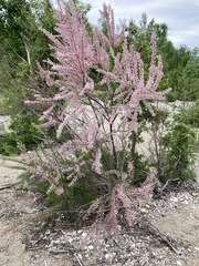 Tamarix parviflora
