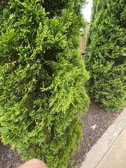 Cupressoideae