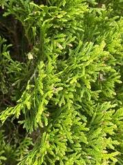 Cupressoideae