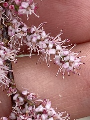 Tamarix parviflora