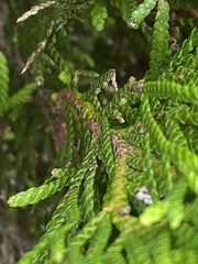 Cupressoideae