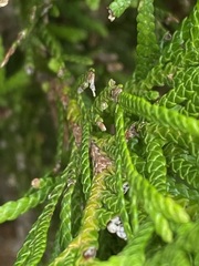 Cupressoideae