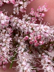 Tamarix parviflora