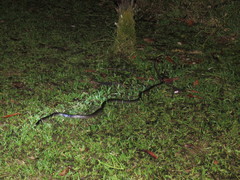 Stegonotus caligocephalus