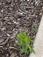 Erigeron