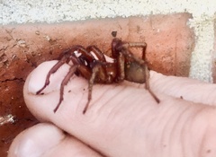 Myrmekiaphila foliata