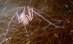 Pycnogonidae