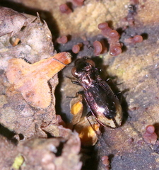 Notiophilus biguttatus