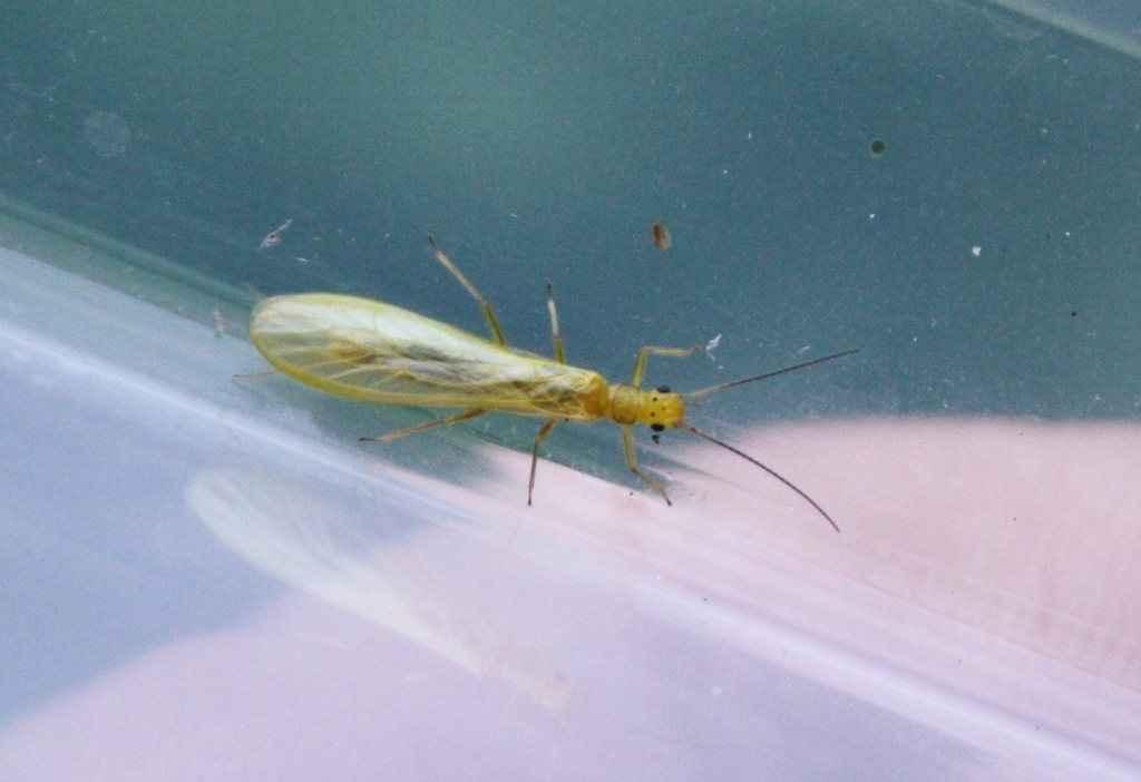 Scarce Small Yellow Sally