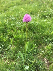 Traunsteinera globosa