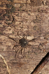 Paranemastoma quadripunctatum