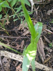 Platanthera flava herbiola