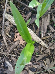 Platanthera flava herbiola