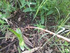 Platanthera flava herbiola