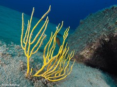 Leptogorgia viminalis