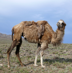 Camelus bactrianus