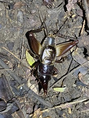 Paraloxoblemmus longifrons