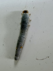 Monostegia abdominalis