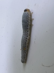 Monostegia abdominalis