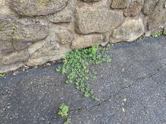 Medicago lupulina