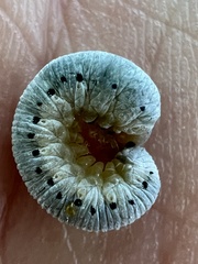 Monostegia abdominalis