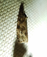 Phaecasiophora confixana