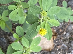 Medicago lupulina