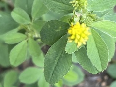 Medicago lupulina