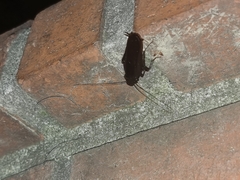 Periplaneta japonica