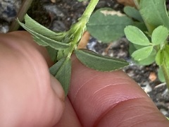 Medicago lupulina