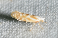 Argyresthia freyella