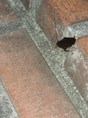 Periplaneta japonica