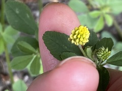 Medicago lupulina