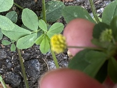 Medicago lupulina