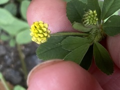 Medicago lupulina