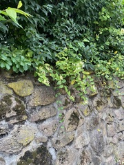 Lonicera japonica