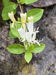 Lonicera japonica