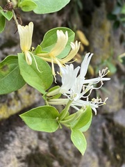 Lonicera japonica