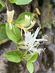 Lonicera japonica
