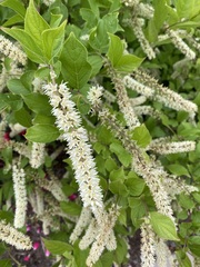 Itea
