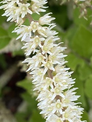 Itea